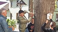 Sch&uuml;ler helfen tatkr&auml;ftig beim Anbringen der Erinnerungstafeln an den Linden mit.