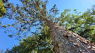 Dürreschäden wie an diesem Nadelbaum sind im Landkreis Bad Kissingen überall zu sehen. Daran hat auch das feuchte Frühjahr nichts geändert. Dürreschäden wie an diesem Nadelbaum sind im Landkreis Bad Kissingen überall zu sehen. Daran hat auch das feuchte Frühjahr nichts geändert.