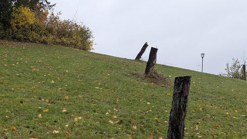 Baumrodung Villa Remeis