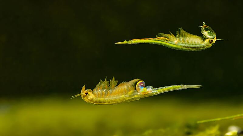 Urzeitkrebse Urzeitkrebse