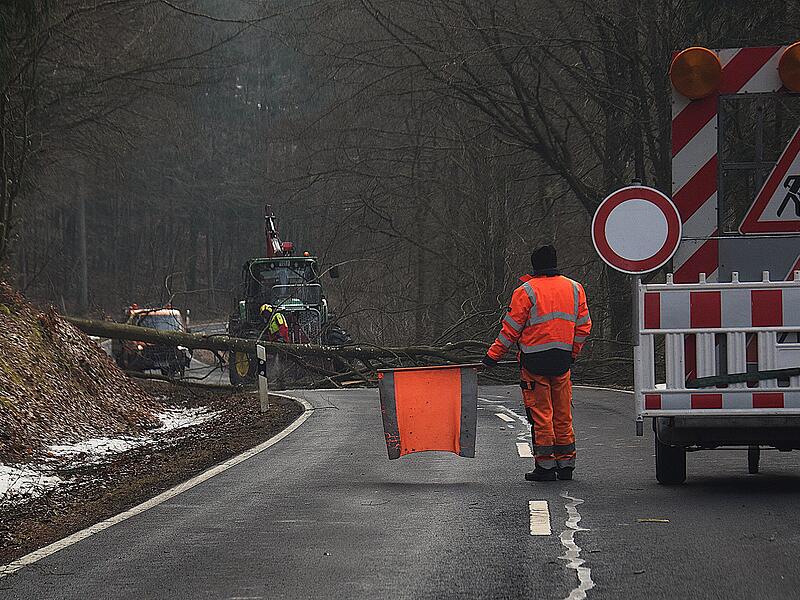 &bdquo;Auch B&auml;ume sterben und m&uuml;ssen entnommen werden&ldquo;, schreibt uns Petra Hartmann zu ihrem Foto.