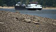 Niedrigwasser im Rhein Niedrigwasser im Rhein