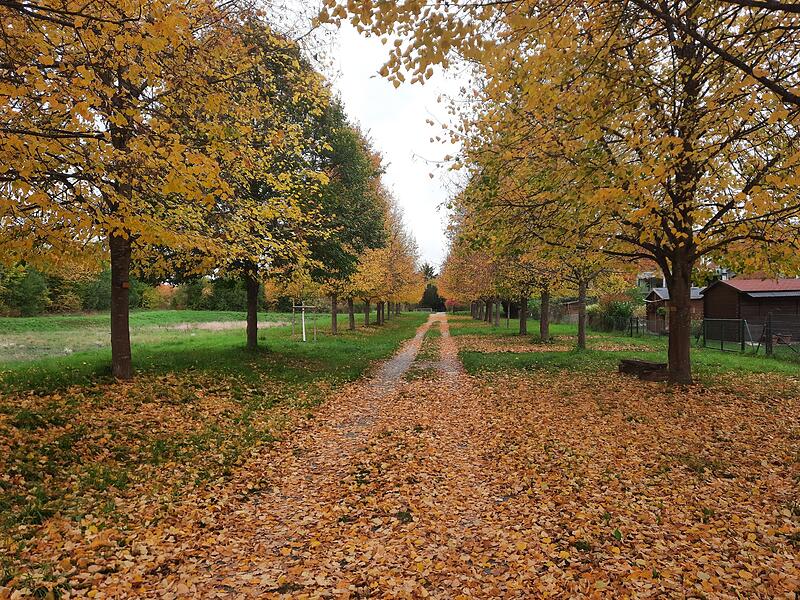 Die Jubiläumsallee in Eltingshausen im herbstlichen Laub.
