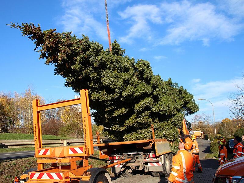 Baum auf Lastwagen &ndash; passt! Dieser Schwertransport konnte dann in D&ouml;rfles-Esbach starten.