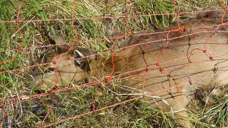 Ein Reh hat sich in einem Weidezaun bei Waischenfeld verfangen und ist verendet.Forchheim & Fr&auml;nkische Schweiz