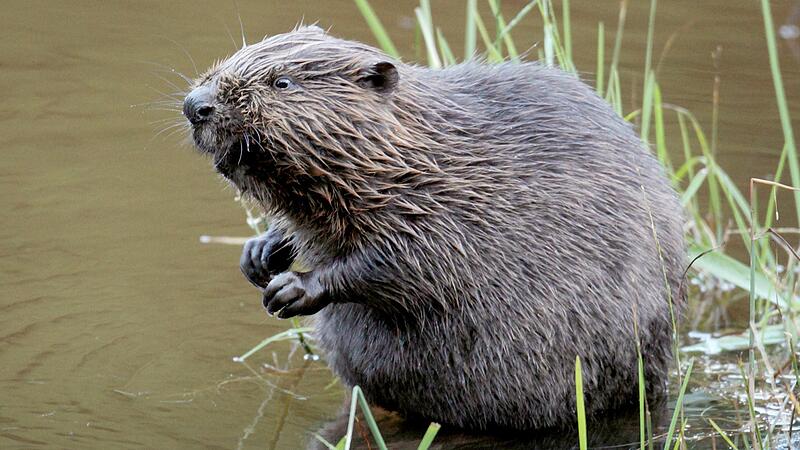 Ein Biber sorgt in Engenthal  f&uuml;r &Auml;rger.