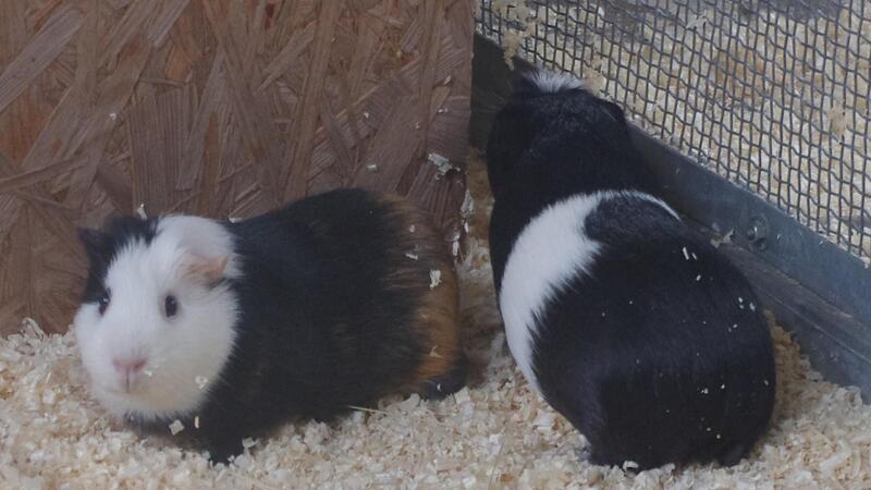 Die Meerschweinchen Cookie und Mimi suchen ebenso ein neues Zuhause wie … Die Meerschweinchen Cookie und Mimi suchen ebenso ein neues Zuhause wie …