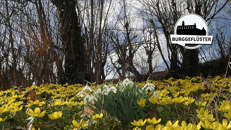 Winterlinge und Schneegl&ouml;ckchen schon zu Silvester. Der Jahreswechsel 2022/23 war f&uuml;r &Uuml;berraschuungengut.