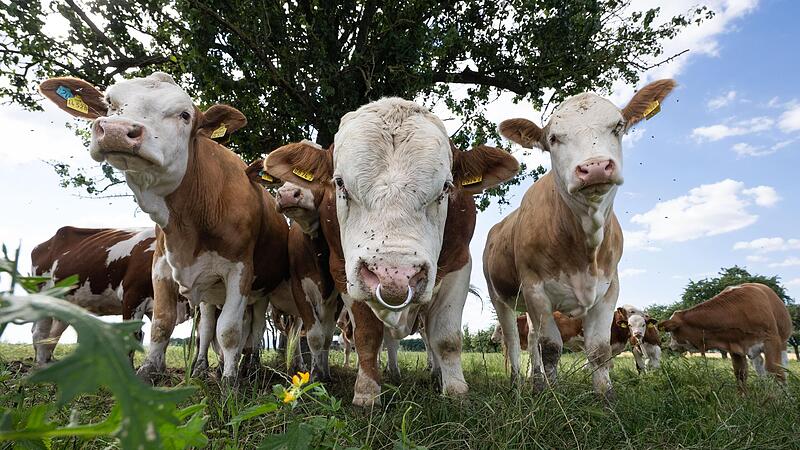 Auch die Klimabilanz in der Nutztierhaltung ist Thema auf Kloster Banz gewesen.