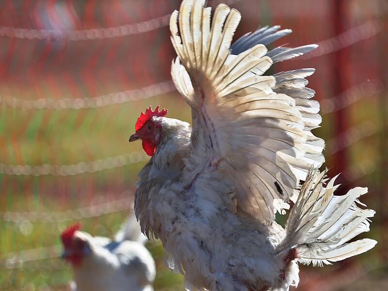 Legehennen auf Biobauernhof Legehennen auf Biobauernhof