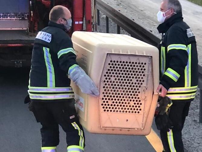 In dieser speziellen Transportbox wurde der vermeintlich verletzte Schwan zum Arzt gebracht.