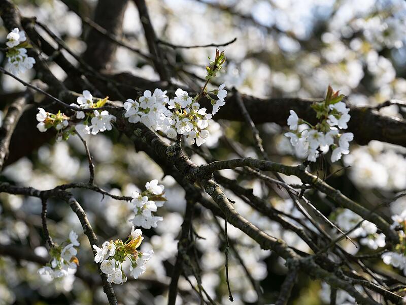 Kirschbl&uuml;te in Franken