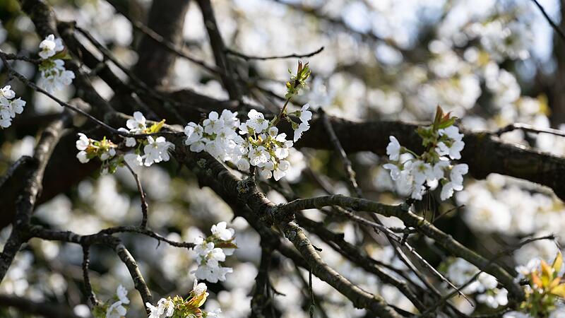 Kirschbl&uuml;te in Franken