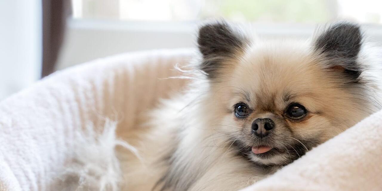 Sparky aus Kronach in Kroatien vom Kampfhund getötet Jetzt schaltet