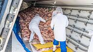 2023 von Hand entladen: Ein Lastwagen mit 2100 Schweinekeulen kippt  auf der Autobahn nahe Gremsdorf um.