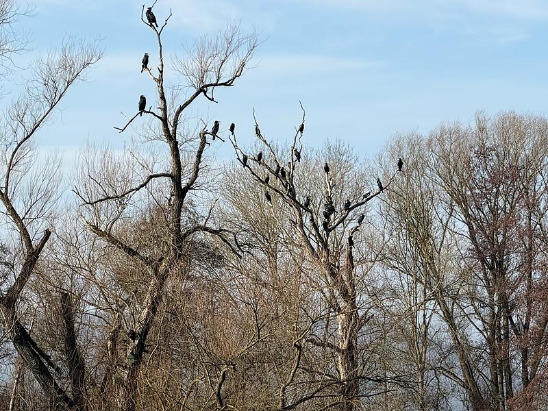 Eine gro&szlig;e Kormoran-Kolonie auf den Saalewiesen bei Hammelburg: &bdquo;Anscheinend f&uuml;hlt sich der Vogel des Jahres 2010 sehr wohl hier bei uns. Es waren mehr als 20 V&ouml;gel verteilt auf verschiedenen B&auml;ume.&ldquo;