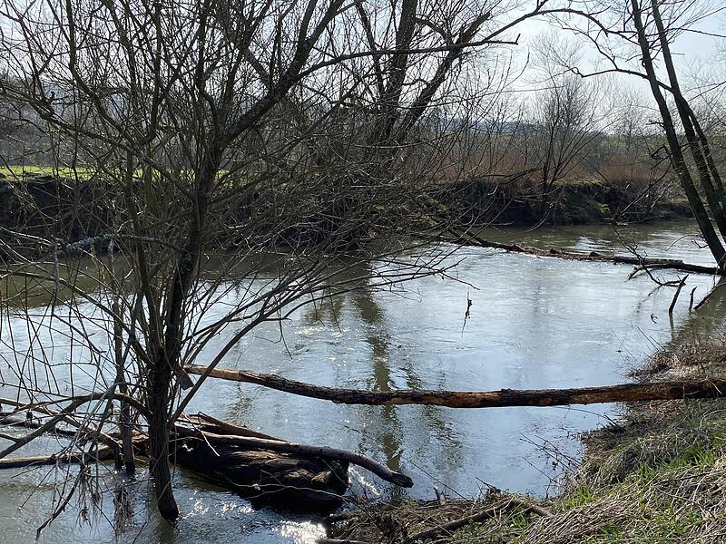 Die Fr&auml;nkische Saale im Landkreis Bad Kissingen bei Gro&szlig;enbrach. B&auml;ume versperren den Fluss stellenweise.