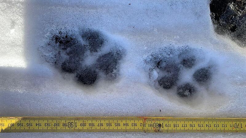 Eine Wolfsspur aus dem Truppenübungsplatz Wildflecken. Eine Wolfsspur aus dem Truppenübungsplatz Wildflecken.