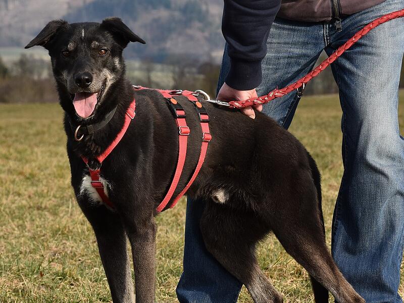 Bart sucht ein neues Zuhause.