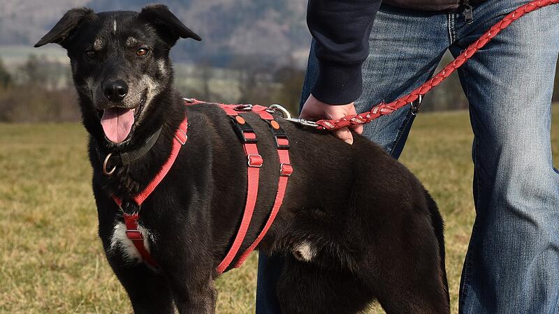 Bart sucht ein neues Zuhause.