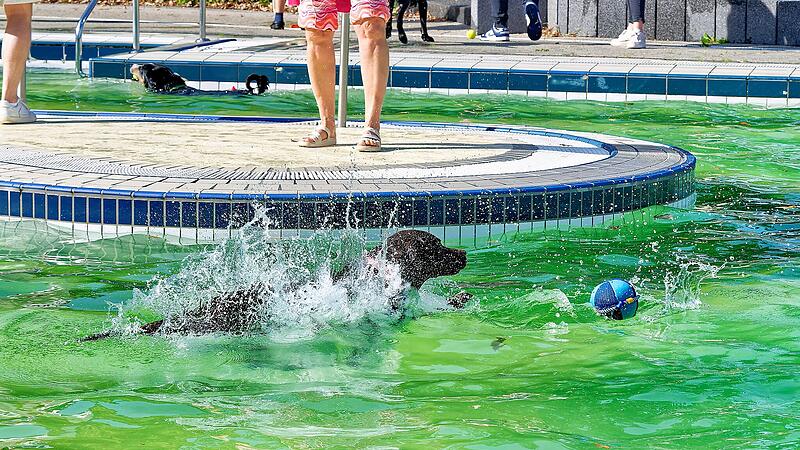 Hundebadetag im Stadionbad Bamberg 2026