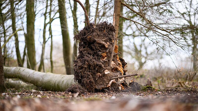 Baum umgestürzt - Drei Tote bei Flensburg Baum umgestürzt - Drei Tote bei Flensburg