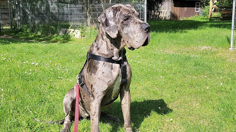 Dogge Georgia sucht ein neues Zuhause.