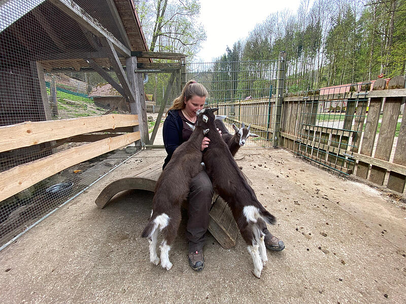 Nachwuchs Wildpark Hundshaupten Frühjahr 2025Neuheiten Wildpark Hundshaupten Lisa Winzer mit den Thüringer Waldziegen.