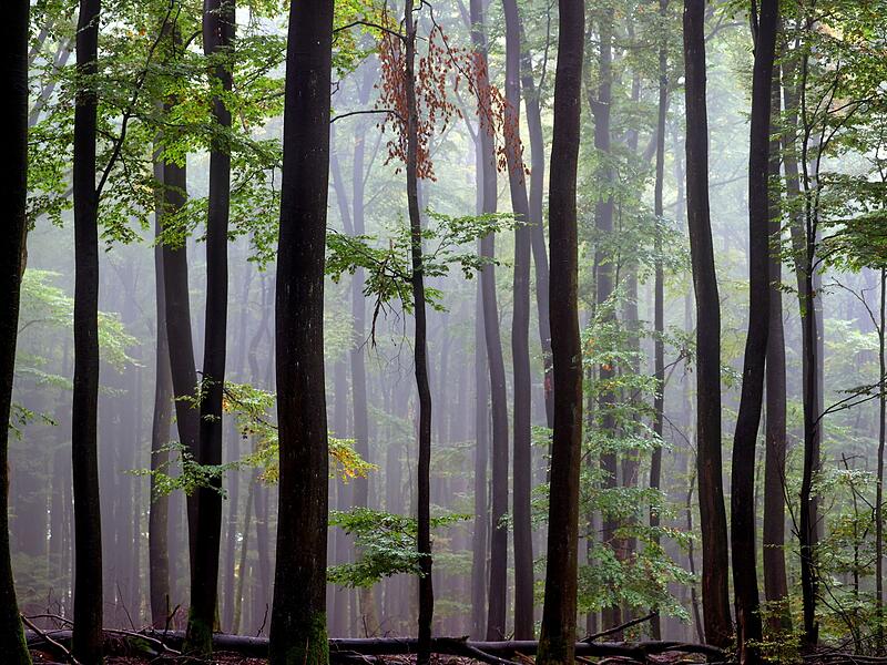 Wald im Spessart