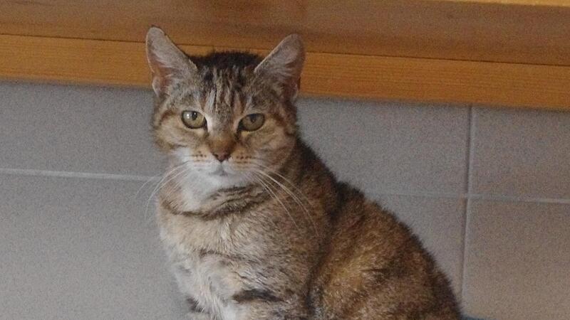 Die Katzenomi Harmony