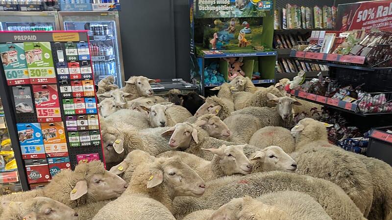 Schafe im PENNY Supermarkt Schafe im PENNY Supermarkt
