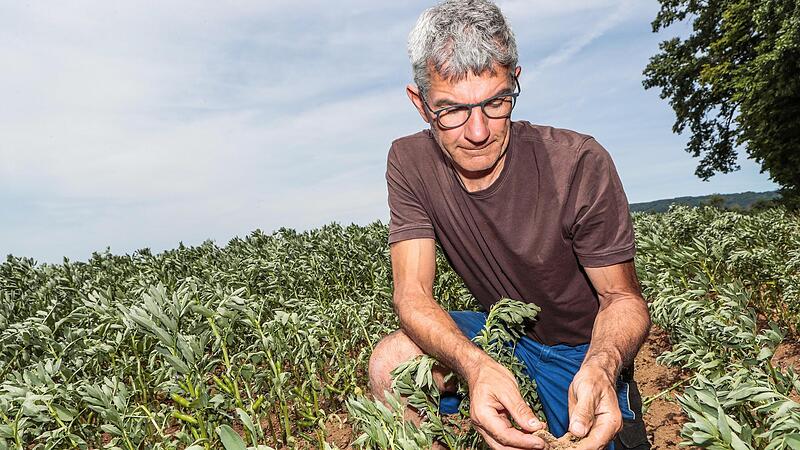 F&uuml;rchtet um den Ertrag seiner Ackerbohnen: Biolandwirt Peter Schlund rieselt der staubige Boden durch die Finger.