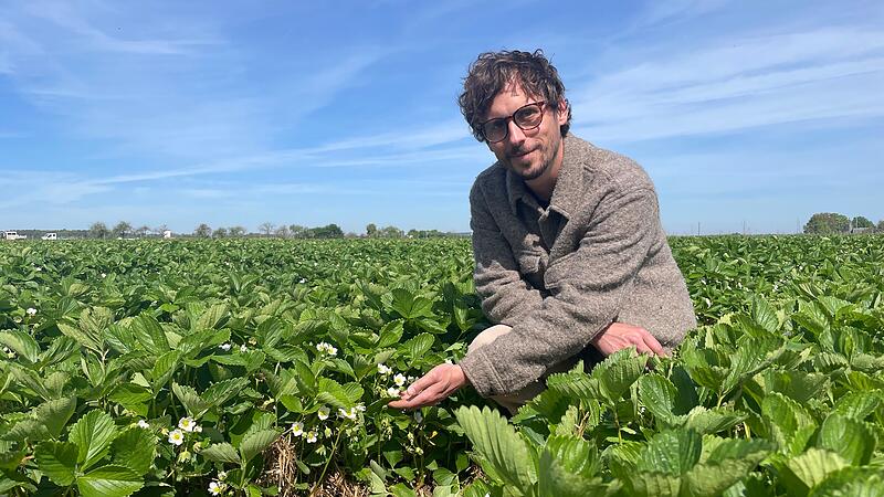 Lukas Niedermann zeigt die noch grünen Erdbeeren auf dem Feld. Das Huckepack-Erdbeerfeld wirft pro Jahr etwa 15 bis 20 Tonnen Früchte ab.