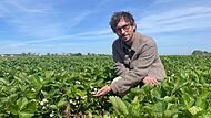 Lukas Niedermann zeigt die noch gr&uuml;nen Erdbeeren auf dem Feld. Das Huckepack-Erdbeerfeld wirft pro Jahr etwa 15 bis 20 Tonnen Fr&uuml;chte ab.