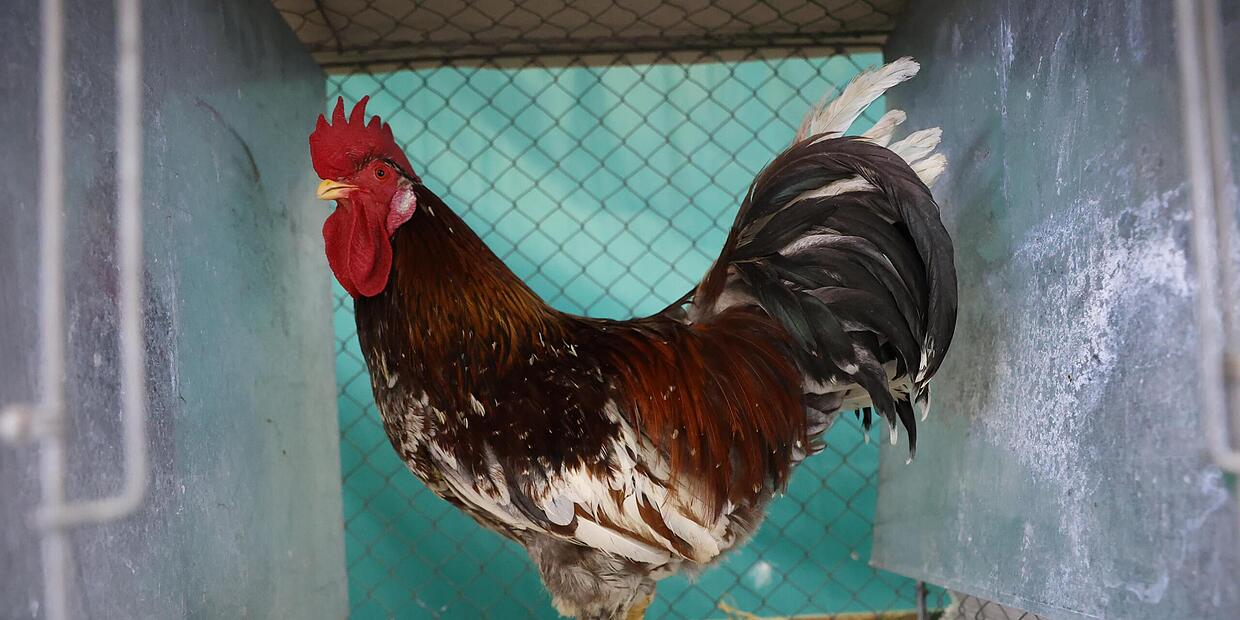 Beim Wettkrähen in Thurnau wird der Hahn ausgezeichnet, der am ...