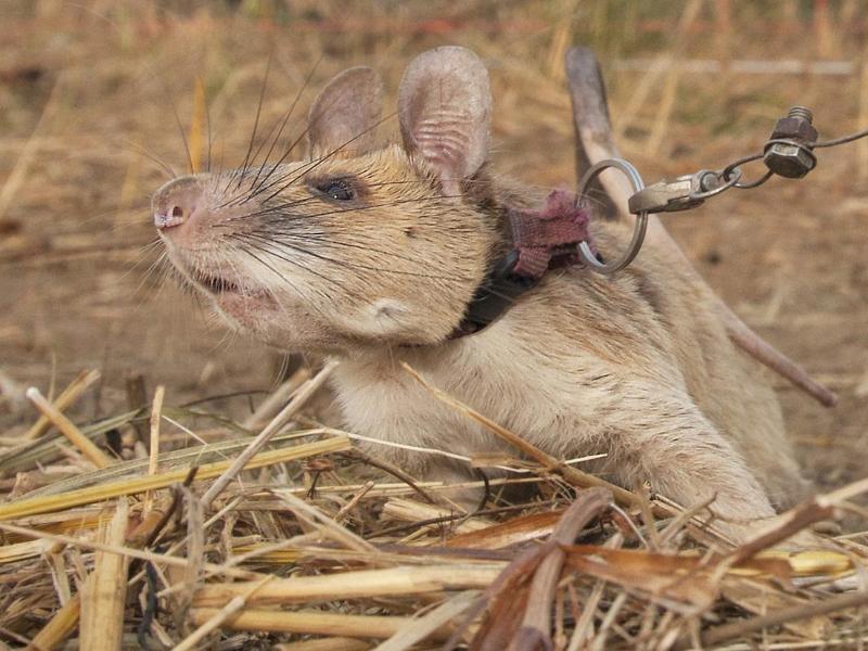 Minensuch-Ratte Magawa