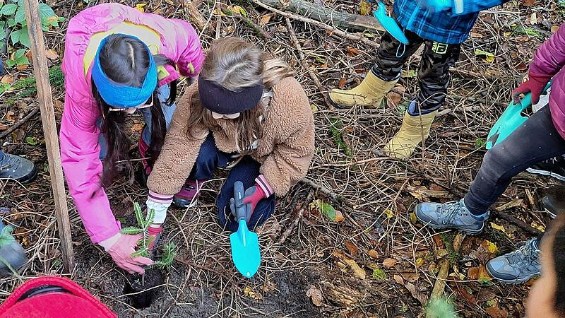 Die Förster des AELF erklärten den Schülerinnen und Schülern die Bedeutung der klimastabilen Schattbaumarten Tanne und Eibe für den Waldumbau. Anschließend wurden gemeinsam 70 Bäume gepflanzt. Die Förster des AELF erklärten den Schülerinnen und Schülern die Bedeutung der klimastabilen Schattbaumarten Tanne und Eibe für den Waldumbau. Anschließend wurden gemeinsam 70 Bäume gepflanzt.