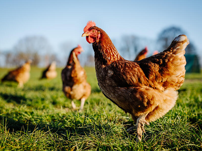 In Gräfenberg wurde ein streunendes Huhn gesichtet.
