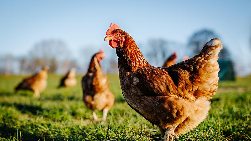 In Gräfenberg wurde ein streunendes Huhn gesichtet.