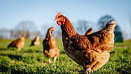 In Gräfenberg wurde ein streunendes Huhn gesichtet.