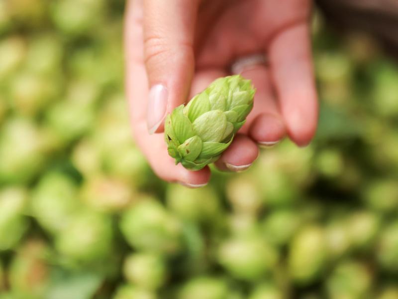 Hopfenbauern