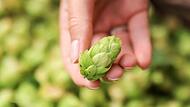 Hopfenbauern
