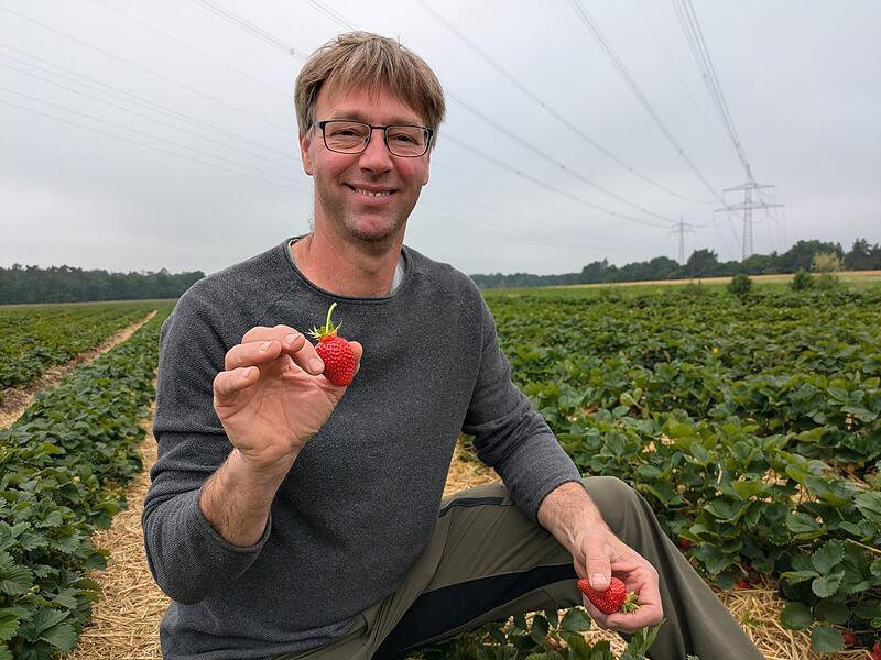 Erdbeerfeld Schaufler Steudach