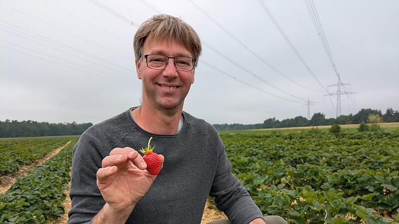 Erdbeerfeld Schaufler Steudach