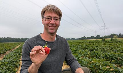 Erdbeerfeld Schaufler Steudach