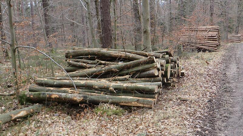 Auch Laubbäume wurden im Naturerbe gefällt.