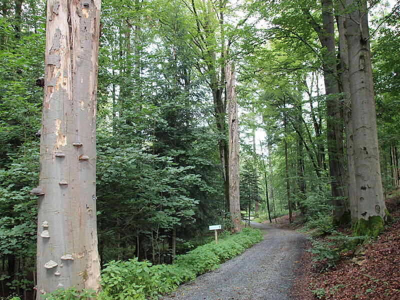 So n&auml;hert man sich dem Wald- und Naturfriedhof