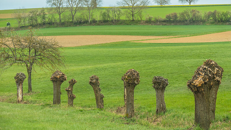 Beschnittene Kopfweiden
