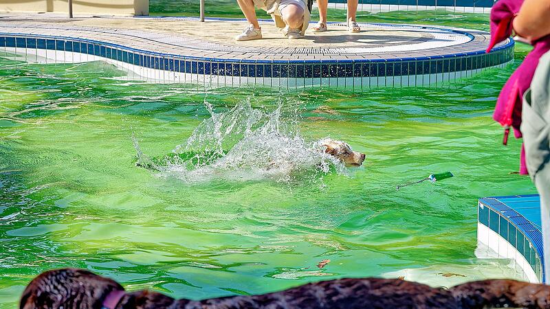 Hundebadetag im Stadionbad Bamberg 2026