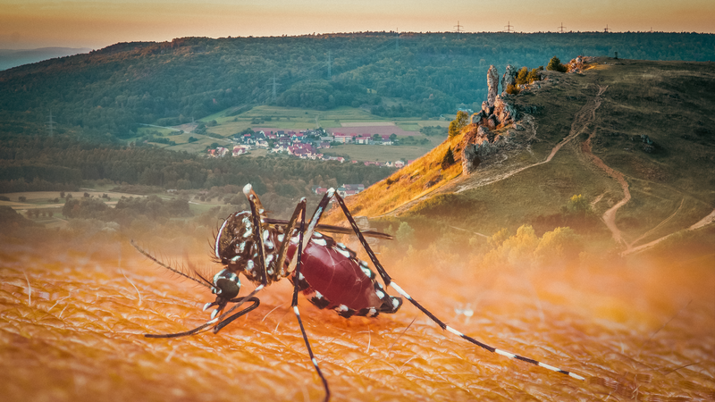 Seit vergangenem Jahr gilt die Asiatische Tigermücke in Forchheim als nachgewiesenForchheim & Fränkische Schweiz Seit vergangenem Jahr gilt die Asiatische Tigermücke in Forchheim als nachgewiesen.